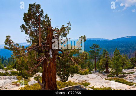 Vergletscherte Berg mit Bäumen neben Tioga Road, Yosemite-Nationalpark, USA. JMH5276 Stockfoto