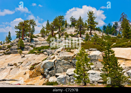 Vergletscherte Berg mit Bäumen neben Tioga Road, Yosemite-Nationalpark, USA. JMH5277 Stockfoto