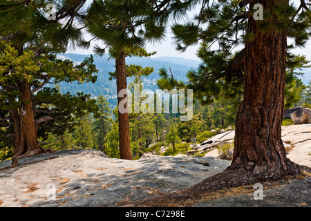 Vergletscherte Berg mit Bäumen neben Tioga Road, Yosemite-Nationalpark, USA. JMH5278 Stockfoto