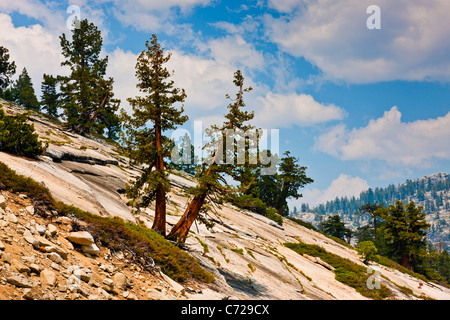 Vergletscherte Berg mit Bäumen neben Tioga Road, Yosemite-Nationalpark, USA. JMH5284 Stockfoto