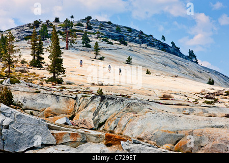 Vergletscherte Berg mit Bäumen neben Tioga Road, Yosemite-Nationalpark, USA. JMH5287 Stockfoto