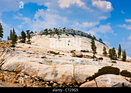 Vergletscherte Berg mit Bäumen neben Tioga Road, Yosemite-Nationalpark, USA. JMH5289 Stockfoto