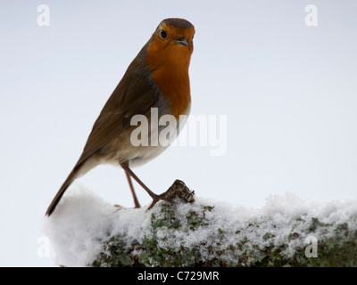 Robin thront auf schneebedeckten Baumstamm Stockfoto