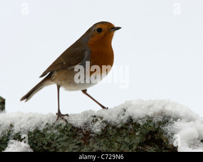 Robin thront auf schneebedeckten Baumstamm Stockfoto