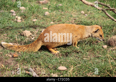 Gelb, Mungo (Cynictis Penicillata) auf Nahrungssuche im Yorkshire Wildlife Park Stockfoto