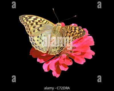 Schmetterling auf Blume isoliert auf schwarz Stockfoto