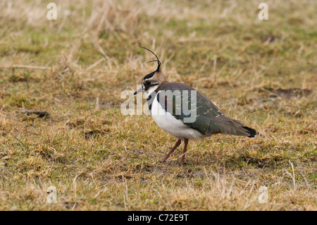 Nördlichen Kiebitz (Vanellus Vanellus) Stockfoto