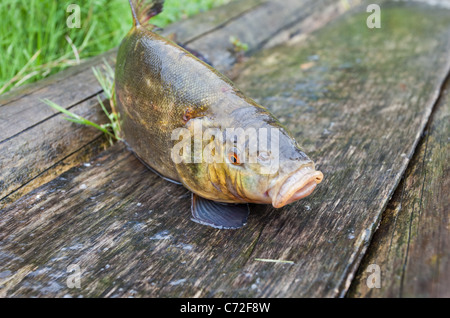 Rohe Schleie auf hölzernen Hintergrund Stockfoto