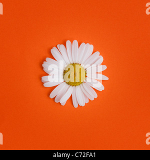 Leucanthemum Vulgare. Oxeye Daisy auf orangem Hintergrund Stockfoto