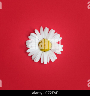 Leucanthemum Vulgare. Oxeye Daisy auf rotem Grund Stockfoto