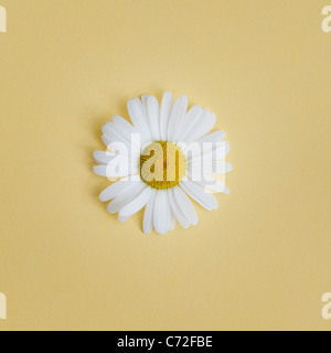 Leucanthemum Vulgare. Oxeye Daisy auf gelbem Hintergrund Stockfoto