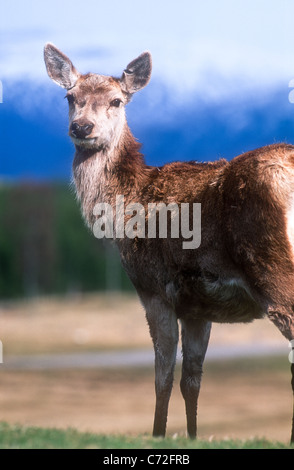 Rothirsch, Cervus Elaphus, Weiblich, Schottland Stockfoto
