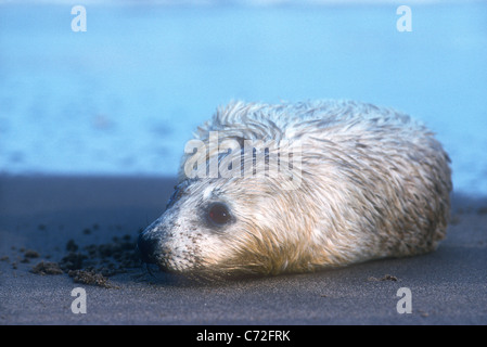 Grau zu versiegeln, Halichoerus Grypus, Donna Nook, Lincolnshire Stockfoto