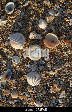 Muscheln und Sand Dollar am Strand, West Point, Magnetic Island, Townsville, Queensland, Australien Stockfoto