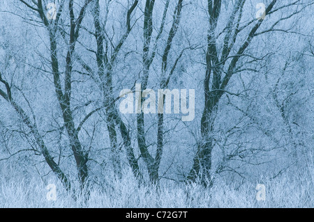 Frost bedeckt Weiden (Salix Sp.), die Niederlande. Stockfoto