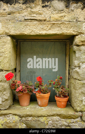 Blumen in Blumentöpfen auf Fenster in der alten Scheune. Stockfoto