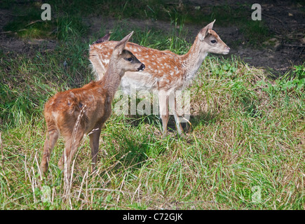 Reh (Capreolus Capredolus) und Damwild (Dama Dama) Kitze Stockfoto