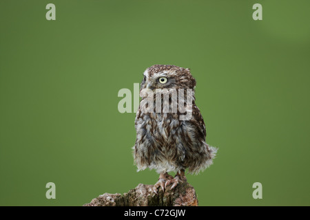 Ein Gefangener Steinkauz Warnung auf einem Zaunpfahl in Mid Wales suchen Stockfoto