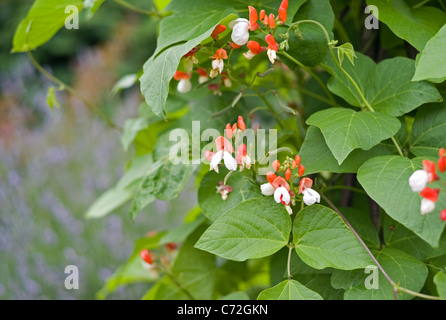 Runner Bean Blumen Stockfoto