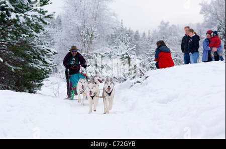 Schlittenhunde Rennen in Glenmore Forest, Aviemore. (Siberian Husky Club Rally 2010) Stockfoto