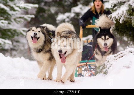 Schlittenhunde Rennen in Glenmore Forest, Aviemore. (Siberian Husky Club Rally 2010) Stockfoto