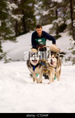 Schlittenhunde Rennen in Glenmore Forest, Aviemore. (Siberian Husky Club Rally 2010) Stockfoto