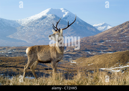 Rothirsch (Cervus Elaphus), männliche oder Hirsch in Glen Garry, steht man vor der Sgurr Mor (1003 m) Stockfoto