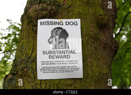 Eine fehlende Hund Plakat in einem Park in London, England, Vereinigtes Königreich Stockfoto