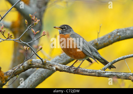 Amerikanischer Robin Turdus Migratorius Klamath Falls, Oregon, USA 7 kann erwachsenen männlichen. Turdidae Stockfoto