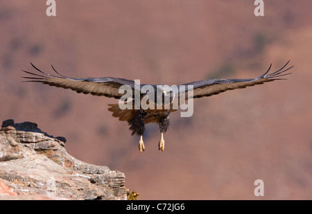 Schakal Bussard im Flug Stockfoto