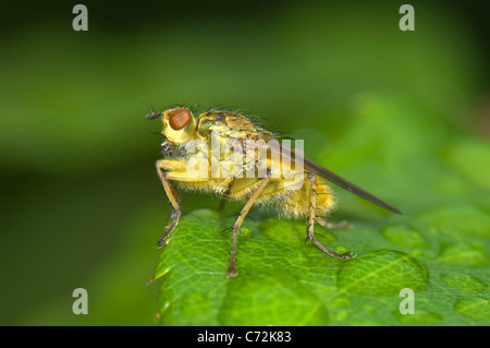 Gelber Kot fliegen (Scathophaga Stercoraria), Frankreich Stockfoto