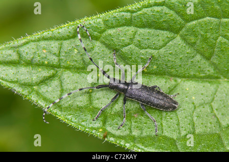 Longhorn Beetle (Agapanthea Villosoviridescens), Frankreich Stockfoto