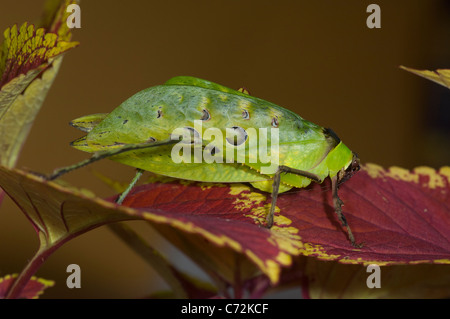 Malaysische Grashuepfer (Ancylecha Fenestrata) Stockfoto