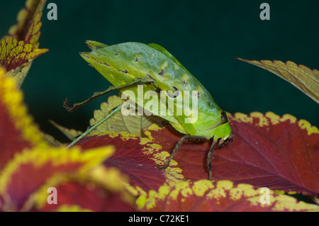 Malaysische Grashuepfer (Ancylecha Fenestrata), in Gefangenschaft Stockfoto