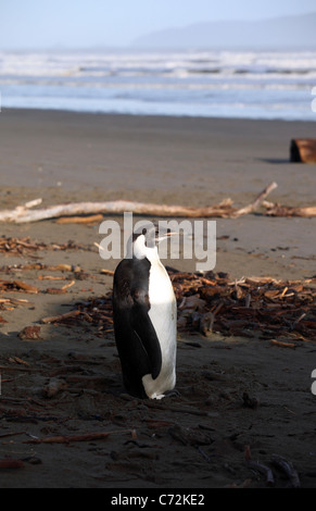 Happy Feet verlor der Kaiserpinguin an der Küste von Neuseeland. Nur der zweite Kaiser-Pinguin auf Neuseeland Küste gefunden Stockfoto