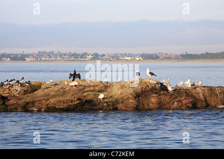 Seevögel, darunter ein Kormorane und Möwen auf einem Felsvorsprung an der Lower Largo, East Fife, Schottland, Großbritannien Stockfoto