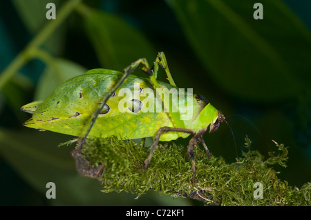 Malaysische Grashuepfer (Ancylecha Fenestrata), in Gefangenschaft Stockfoto