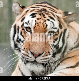 Männliche Amur-Tiger in Kamera Stockfoto