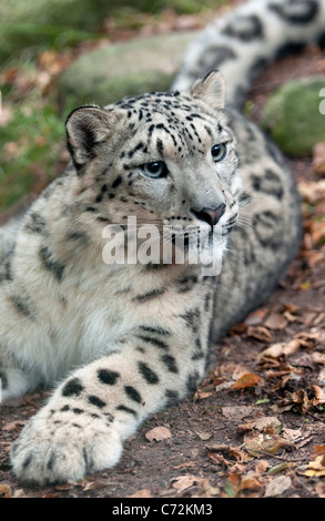 Weibliche Snow Leopard liegend Stockfoto