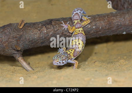 Leopard Gecko Eublepharis Macularius in Gefangenschaft Stockfoto