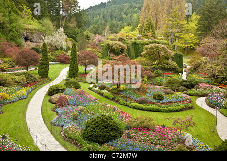 Versunkene Garten. Frühling in den Butchart Gardens. Victoria, BC, Kanada Stockfoto