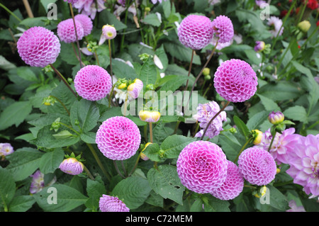 Rosa Dahlie Herbstblumen, Southover Grange Gärten in Lewes, East Sussex, England Stockfoto