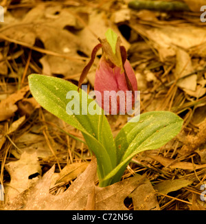 Cypripedium Acaule, Pink Lady Slipper Orchidee Stockfoto