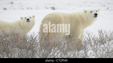 Großen Eisbären auf dem arktischen Schnee in der Nähe von Hudson Bay, schnuppern. Snow.Tundra. Stockfoto