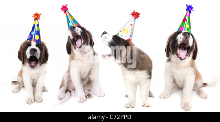Gesang-Welpen feiern Geburtstag Stockfoto