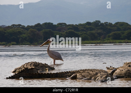 Krokodile, Chamo See, Arba Minch, Äthiopien Stockfoto