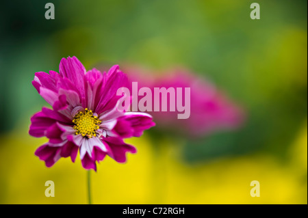 Eine einzelne rosa doppelte Blüte Cosmos Blume Stockfoto