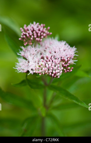 Nahaufnahme Bild der Sommer blühenden Eupatorium Cannabinum rosa Blumen, auch bekannt als Hanf Agrimony oder Heilige Seil. Stockfoto