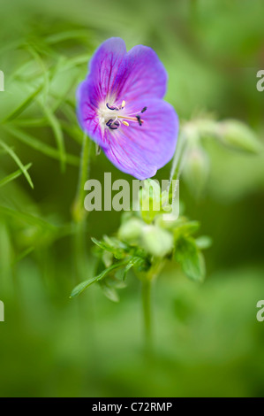 Nahaufnahme eines einzigen Purpur Geranien Blume allgemein bekannt als Cranesbill oder Winterharte Geranie Stockfoto