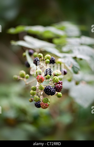 Bramble neue Frucht - Rubus fruiticosus Stockfoto